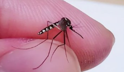 今年蚊子史诗级加强？疾控部门:极有可能提前进入活跃期