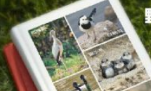 西安市野生鸟类达467种 你认识多少？