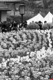 穿越花海 解锁春日限定美好