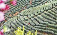 石泉：春茶开采满山绿