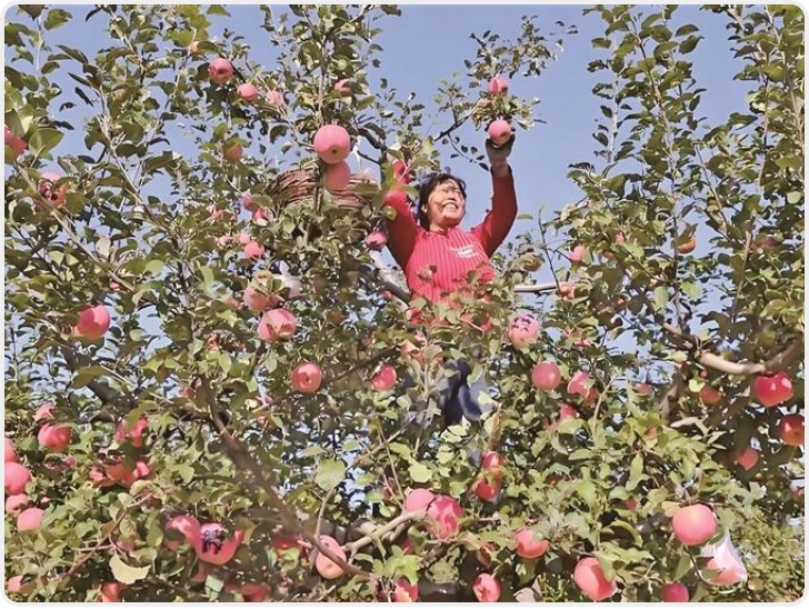 黄土高原的生态突围——榆林山地苹果迈入高质量发展新阶段