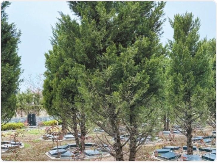 清明寄哀思“绿色”送远行 新规之下西安生态殡葬迎来新风