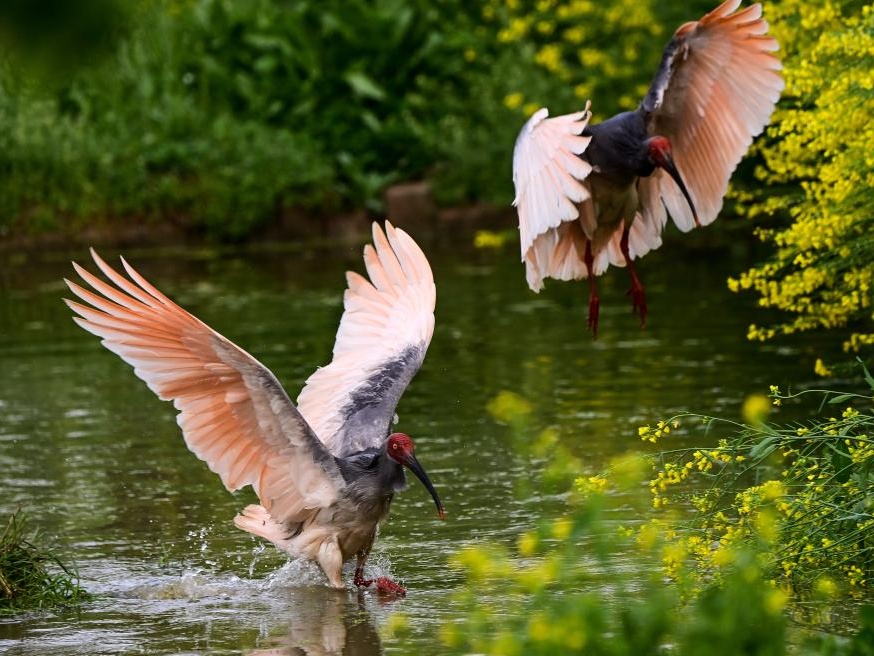 朱鹮之乡 鸟影翩跹