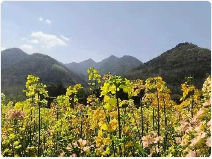 秦岭脚下七彩油菜花田首次亮相