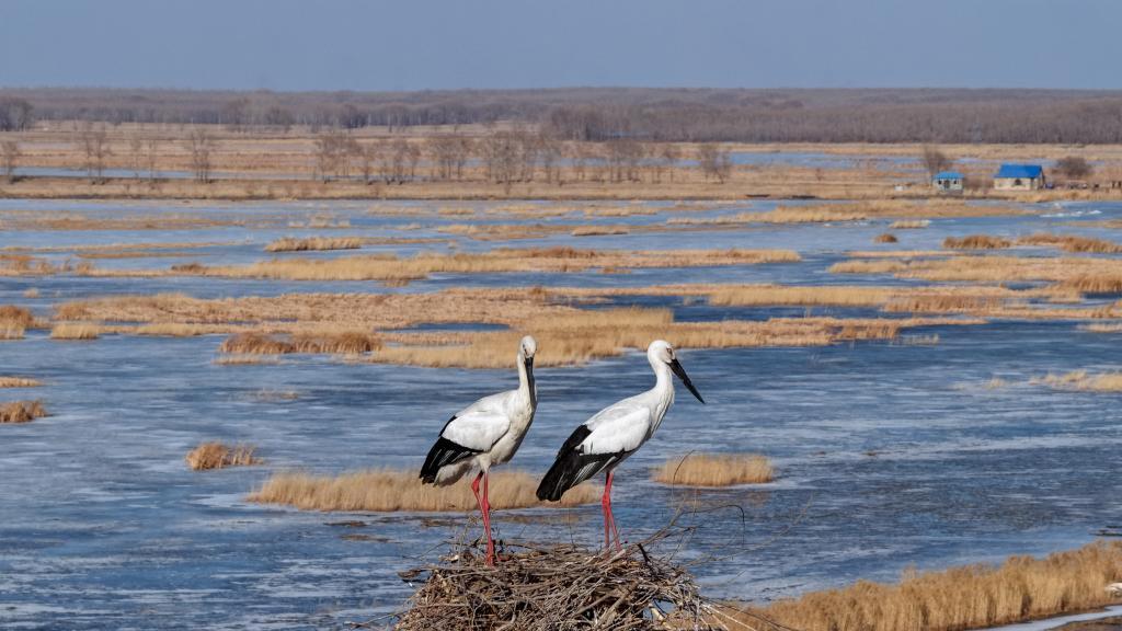 鸟啼春晓 “观鸟经济”助燃春日消费