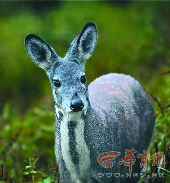 webwxgetmsgimg (13).jpg