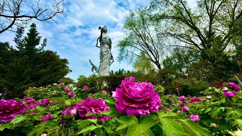 鄠邑区阿姑泉牡丹苑迎来牡丹盛花期