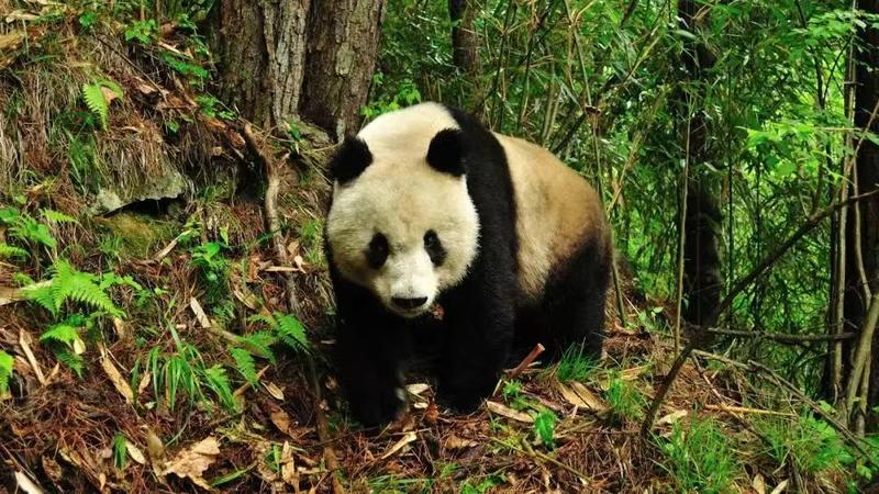 科学周刊||探秘秦岭珍稀生灵：不止有“四宝” 个个都是国宝级