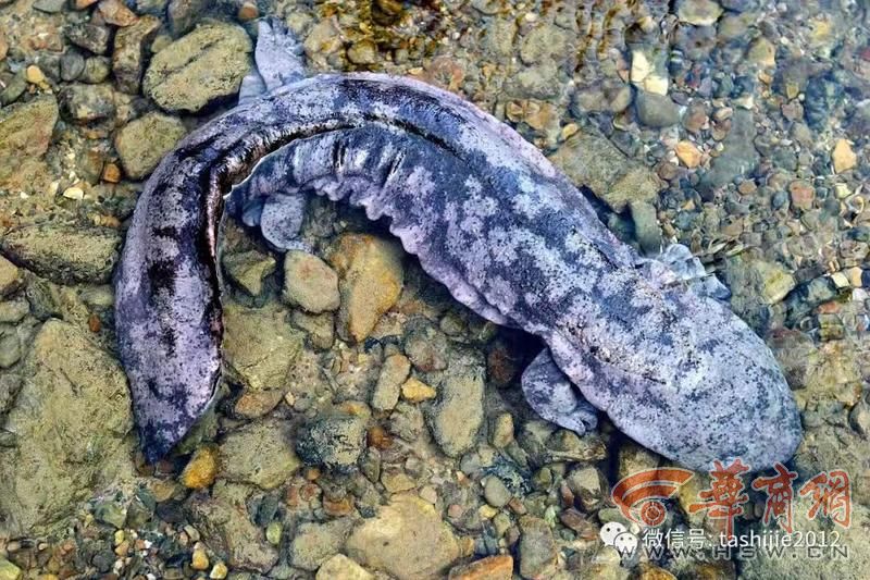 webwxgetmsgimg (16).jpg