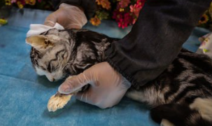 宠物殡葬市场乱象调查 专家呼吁：制度空白亟待填补