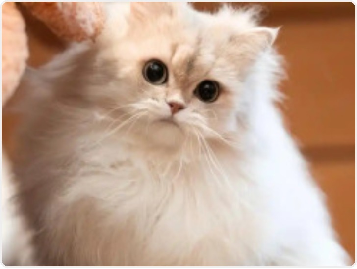 网红猫“宽宽”因诊疗操作不当死亡 宠物医院赔宠主30万元