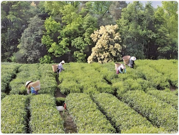 安康明前茶销售额突破15亿元 增速领跑全国春茶市场