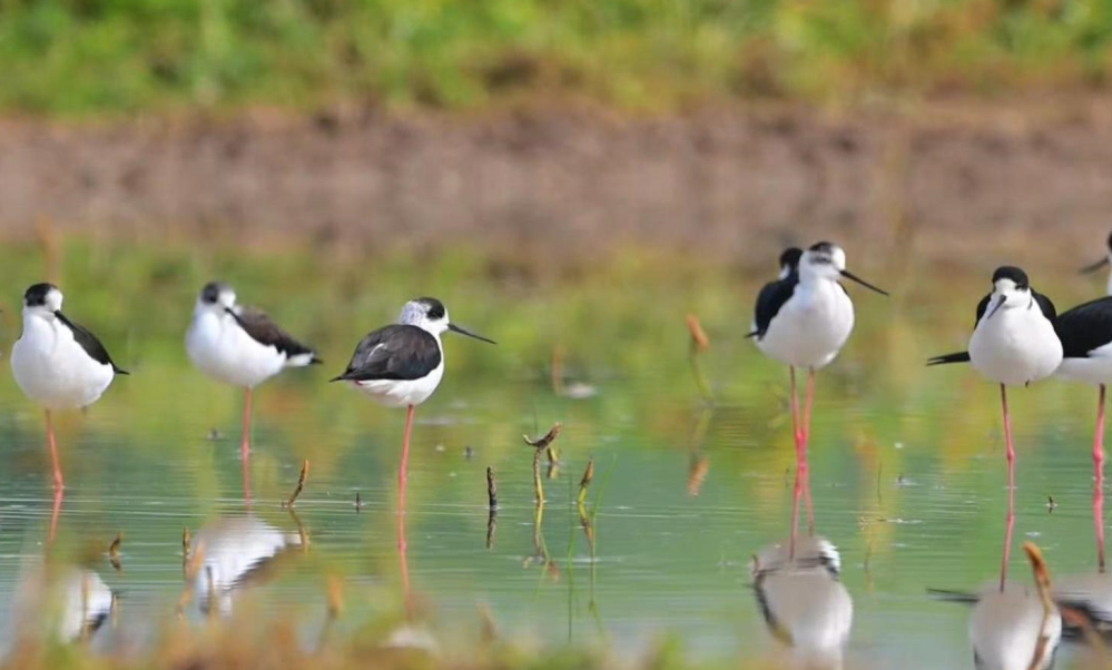 鸟界“超模”黑翅长脚鹬现身陕西汉中