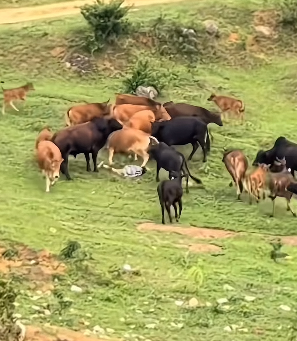 广西一孩童牛群中摔倒疑遭踩踏 当地：小孩仅受皮外伤