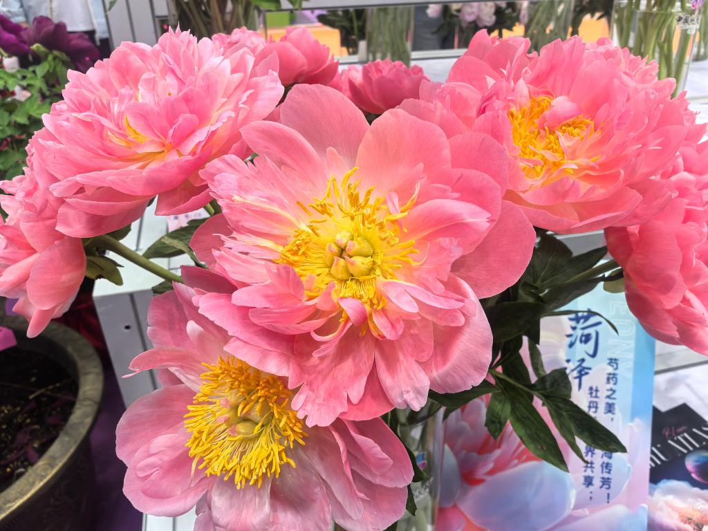 搬上云端 鲜花经济迎绽放