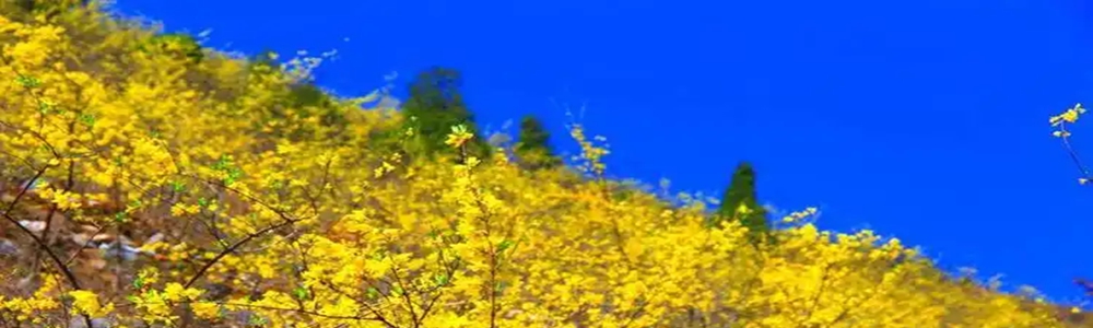 连翘花开金满山