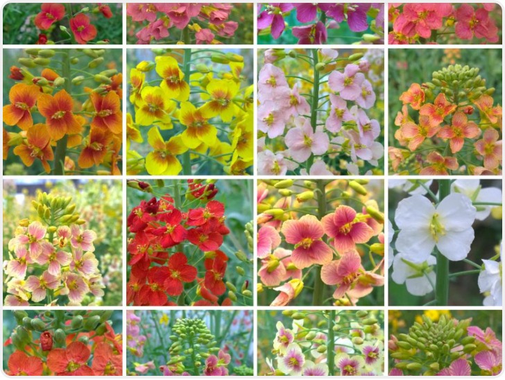 农业科学家“揭秘”：怎么给油菜花“绘”出80种色彩