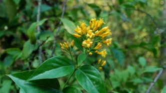 顺德卫健局：复刻莫氏鸡煲需警惕 别把断肠草当五指毛桃下锅