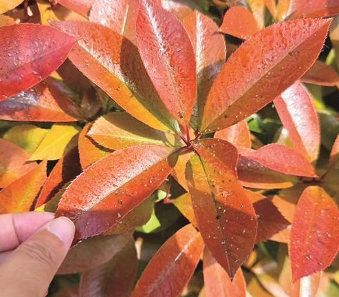 树上滴黏液 市民烦心原来是蚜虫惹的祸