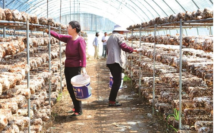 错时种植 蓝田县头茬香菇陆续进入采摘期