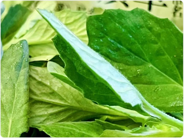 板蓝根、田七、片仔癀 春菜上新带“药名” 到底是菜还是药？