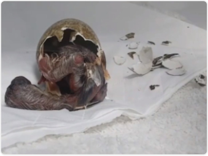 陕西榆林2026年首只朱鹮宝宝破壳而出