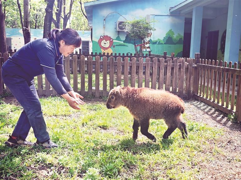 西安秦岭野生动物园迎来“新成员”