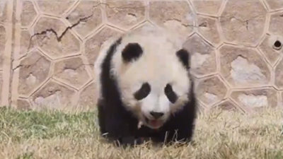 甘肃本土首只圈养大熊猫幼仔“曼兰崽”正式亮相