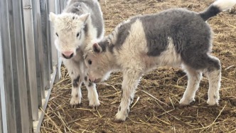 克隆牦牛+10！我国首次实现批量克隆10头牦牛