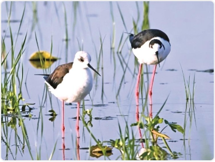 陕西黄河湿地省级自然保护区大荔段生机盎然