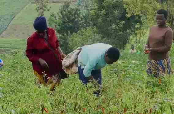 我国自2026年5月1日起对所有非洲建交国实施零关税