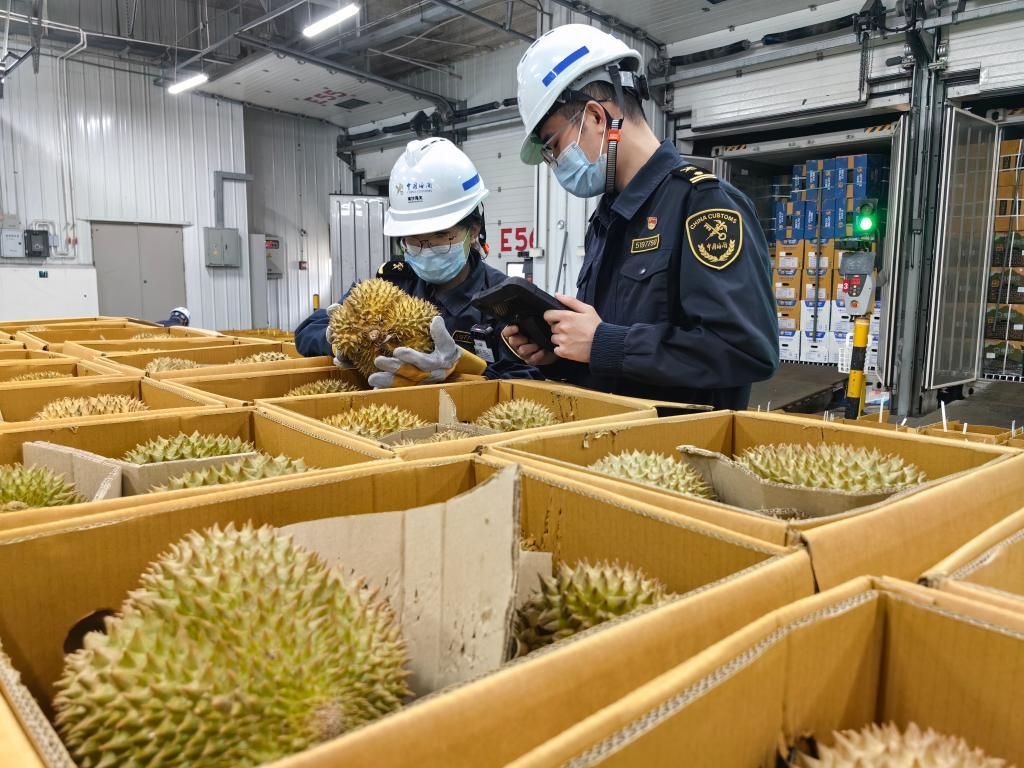 榴莲旺季迎“超级周末”超6300吨进口鲜榴莲来了