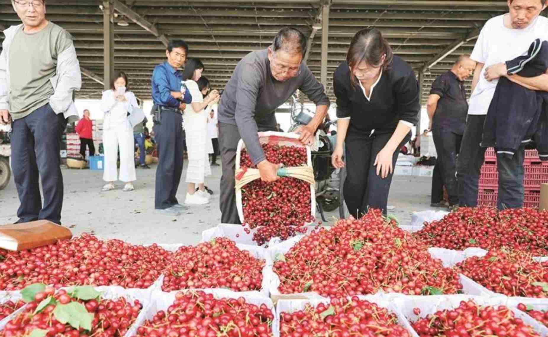 蓝田樱桃大面积上市 鲜果交易将持续至6月初