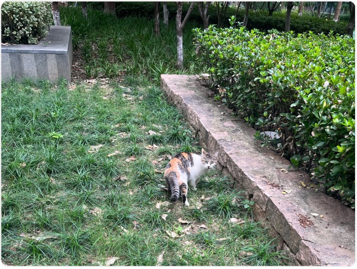 西安一小区人猫共处陷困局 爱心与安宁如何兼得？