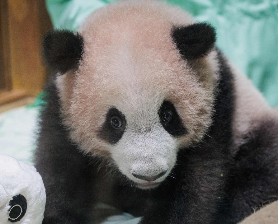 印尼出生大熊猫幼崽“里奥”状况良好 各项发育指标稳定