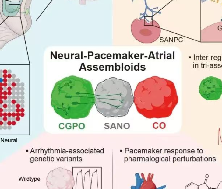 科学家开发出人类心脏“生物起搏器”类器官