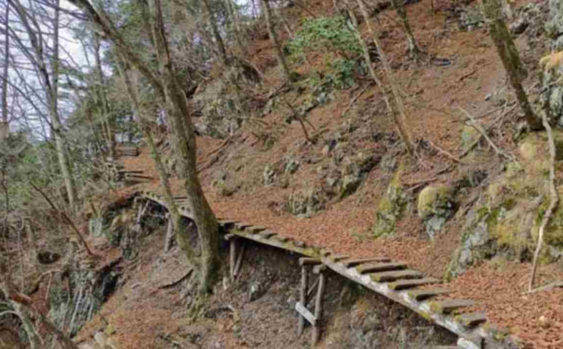 东京山区惊现“半截遗体” 恐是近十年首起熊袭致死事件
