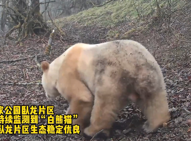 野生白色大熊猫再度“出镜” 时隔数年状态良好