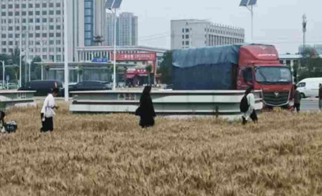 郑州市民发现绿化带种了小麦 官方:雨停就收 循环利用