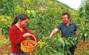 返乡创业种樱桃 带领乡邻奔富路
