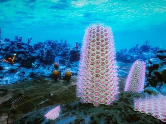 重大发现！西北大学团队在陕西汉中发现珍稀化石：实证苔藓动物门起源于寒武纪早期