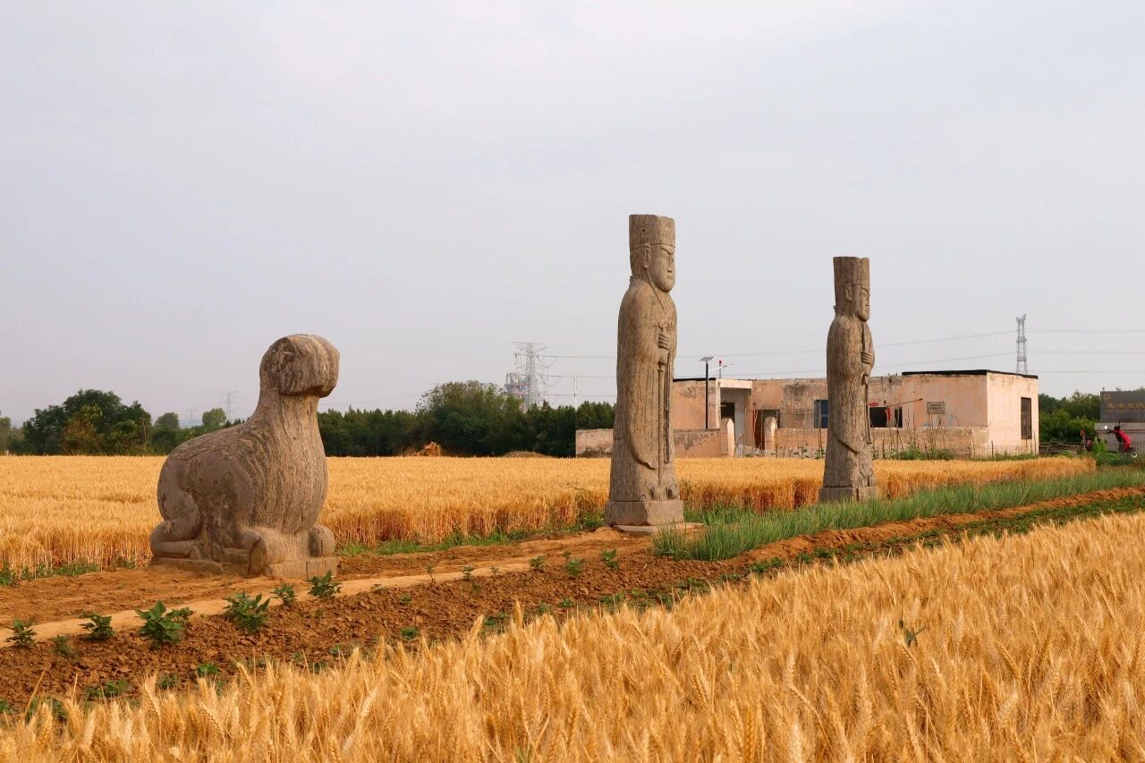 游客为追求拍照效果踩踏河南巩义宋陵周边麦田 当地回应