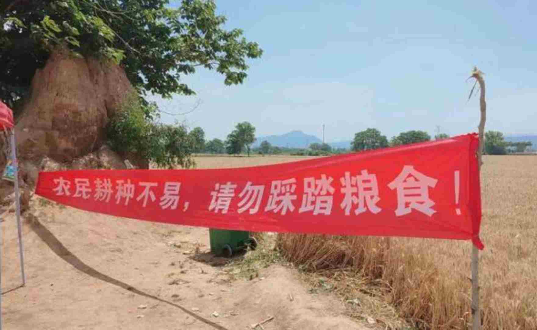 网红打卡地为了出片踩踏麦田？