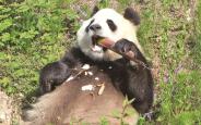 秦岭深处，大熊猫的“朋友圈”越来越大