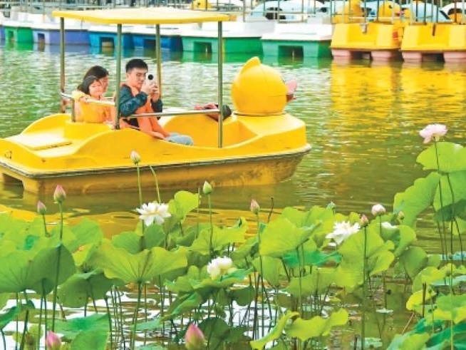 夏花盛放迎客来