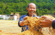 严坪村：方寸碎田变身丰产良田