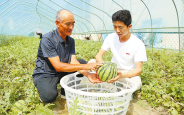 莲花台村 大棚西瓜喜丰收