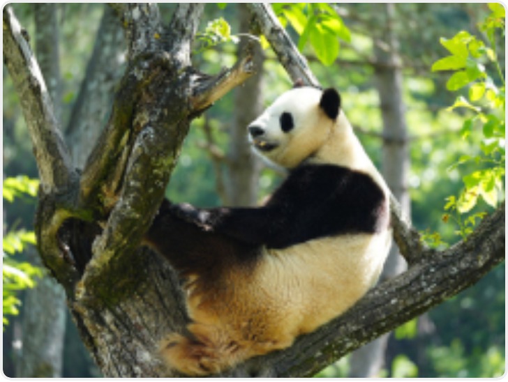 华商头条|美丽中国行｜川陕大熊猫为何不“通婚”？专家详解两大亚种差异