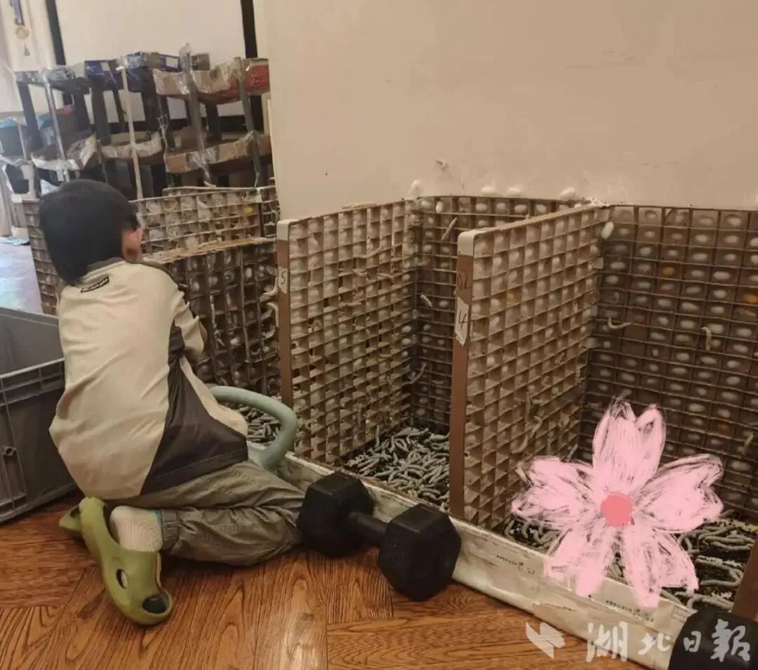武汉妈妈帮6岁儿子养蚕做蚕丝被 耗时六十多天 手搓两床被子