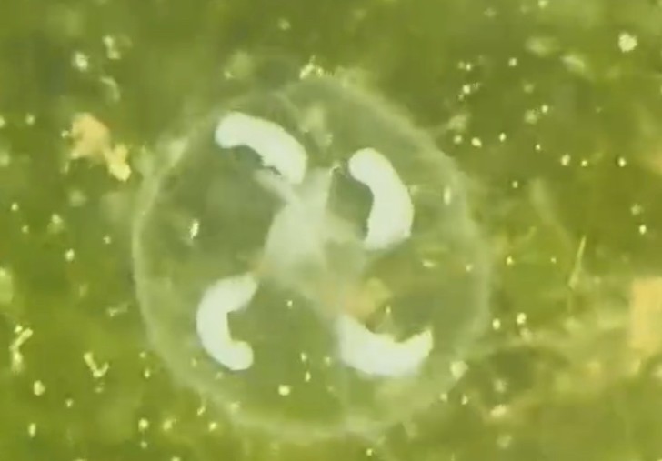 西安一公园湖水中的“小透明”  竟是“5.5亿岁”的桃花水母！专家：地球上最古老的无脊椎动物之一